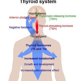 Afectiuni ale glandei tiroide