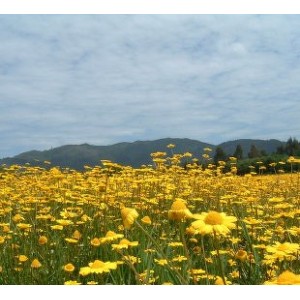 Terapia homeopata in rinita sezoniera (alergia la polen)