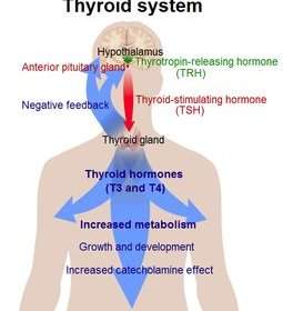 Cele mai frecvente afecțiuni ale glandei tiroide